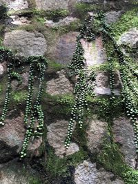 鶴形山で見かけた植物（夏）