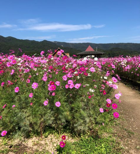 岡山県北のコスモス畑 美観地区をお散歩
