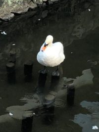 美観地区の鳥たち