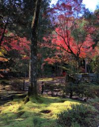 お出かけ：宝福寺の紅葉