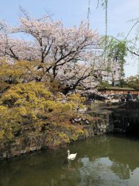 美観地区の桜（2023年春）